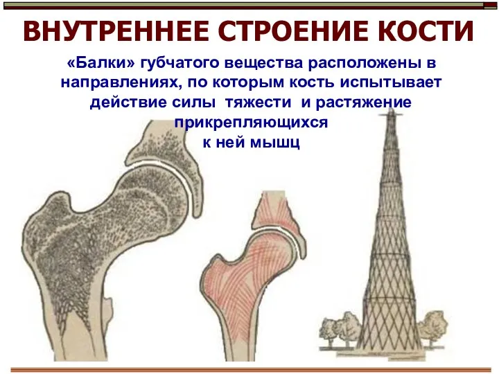 «Балки» губчатого вещества расположены в направлениях, по которым кость испытывает действие силы тяжести