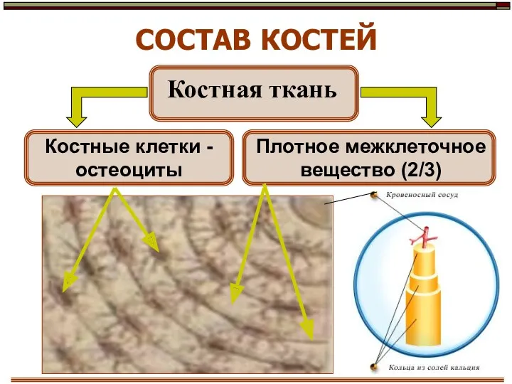 СОСТАВ КОСТЕЙ Костная ткань Костные клетки - остеоциты Плотное межклеточное вещество (2/3)