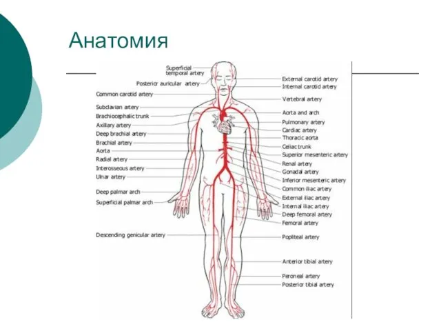 Анатомия