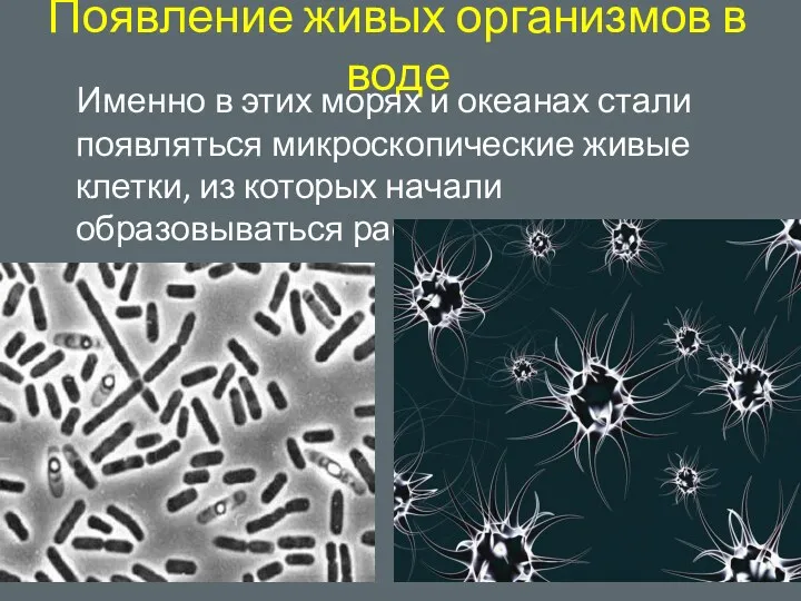 Появление живых организмов в воде Именно в этих морях и