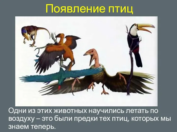 Появление птиц Одни из этих животных научились летать по воздуху