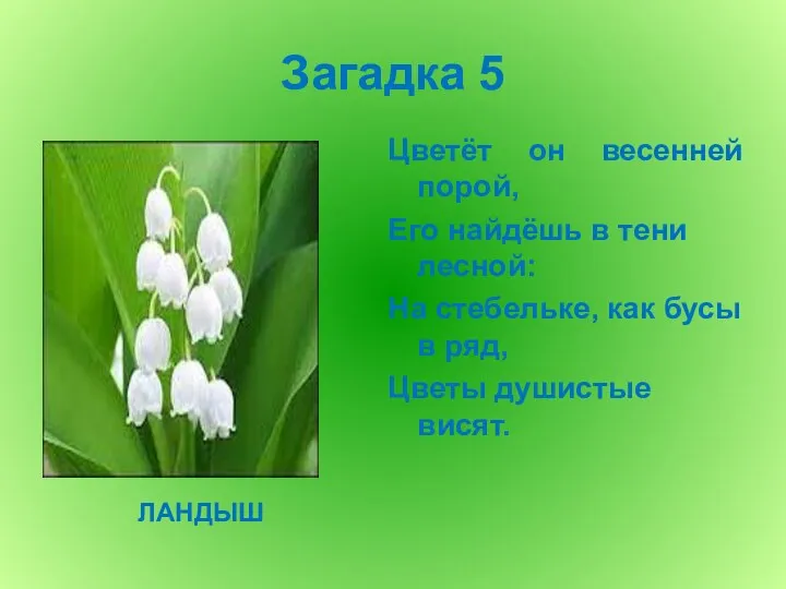 Загадка 5 Цветёт он весенней порой, Его найдёшь в тени