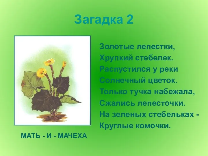 Загадка 2 Золотые лепестки, Хрупкий стебелек. Распустился у реки Солнечный