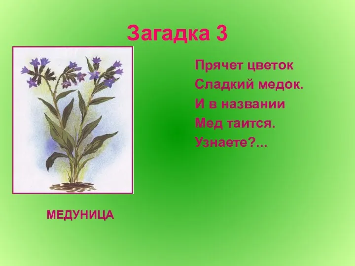 Загадка 3 Прячет цветок Сладкий медок. И в названии Мед таится. Узнаете?... МЕДУНИЦА