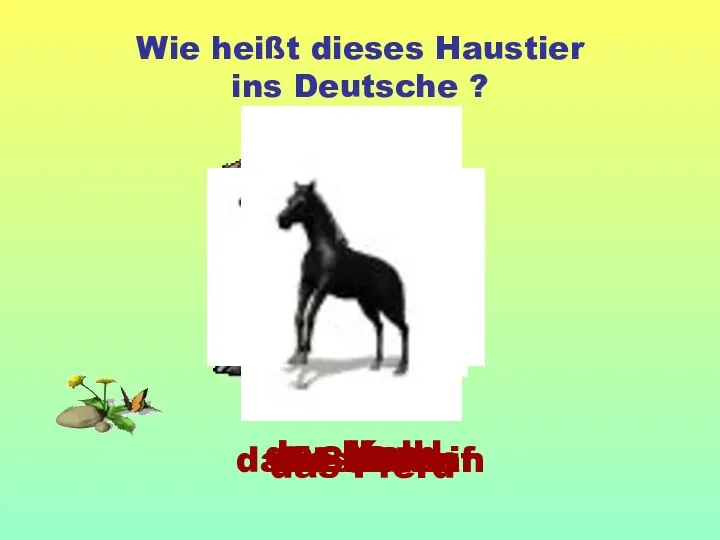 Wie heißt dieses Haustier ins Deutsche ? die Katze der