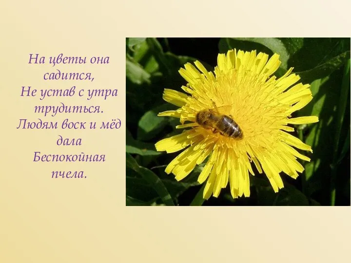 На цветы она садится, Не устав с утра трудиться. Людям воск и мёд дала Беспокойная пчела.