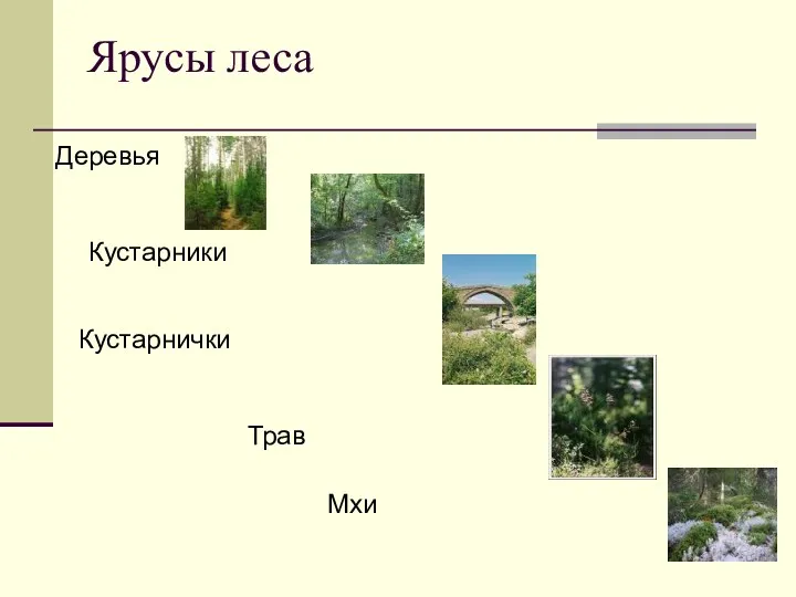 Ярусы леса Деревья Кустарники Кустарнички Трав Мхи