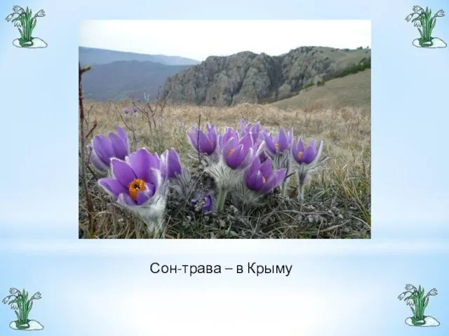 Сон-трава – в Крыму