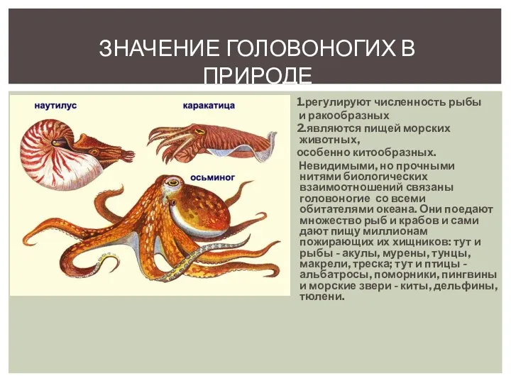 Значение головоногих в природе 1.регулируют численность рыбы и ракообразных 2.являются пищей морских животных,