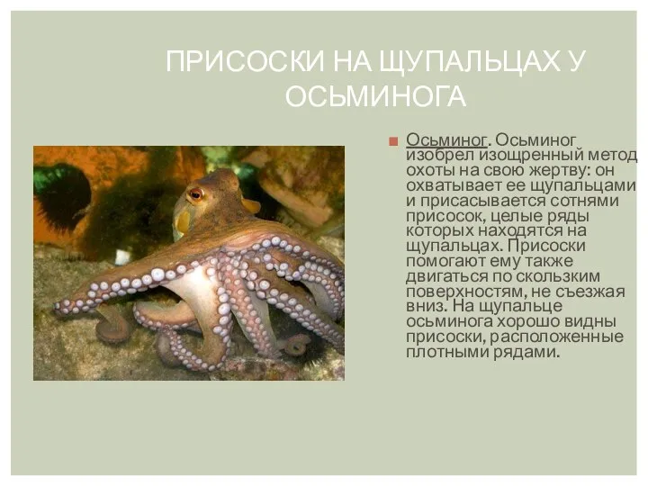 Присоски на щупальцах у осьминога Осьминог. Осьминог изобрел изощренный метод охоты на свою