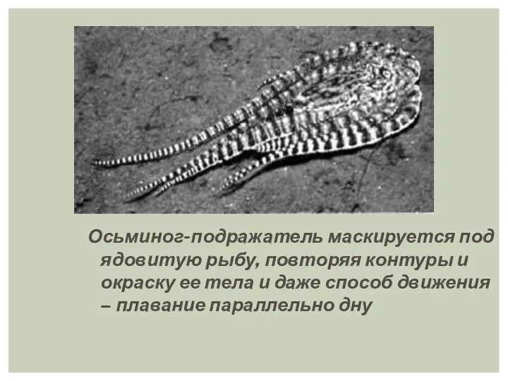 Осьминог-подражатель маскируется под ядовитую рыбу, повторяя контуры и окраску ее тела и даже