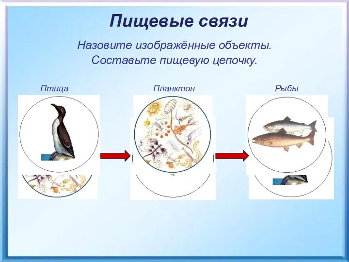 Птица Планктон Рыбы Пищевые связи Назовите изображённые объекты. Составьте пищевую цепочку.