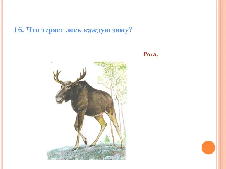 16. Что теряет лось каждую зиму? Рога.