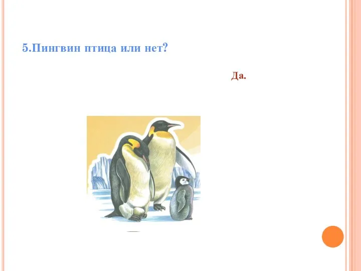 5.Пингвин птица или нет? Да.