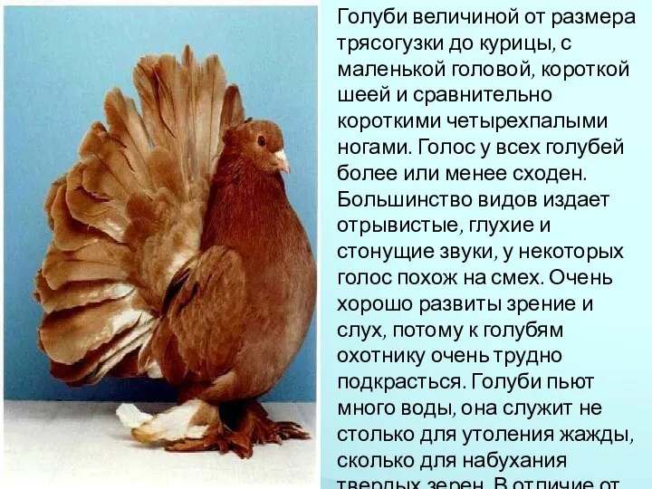 Голуби величиной от размера трясогузки до курицы, с маленькой головой, короткой шеей и