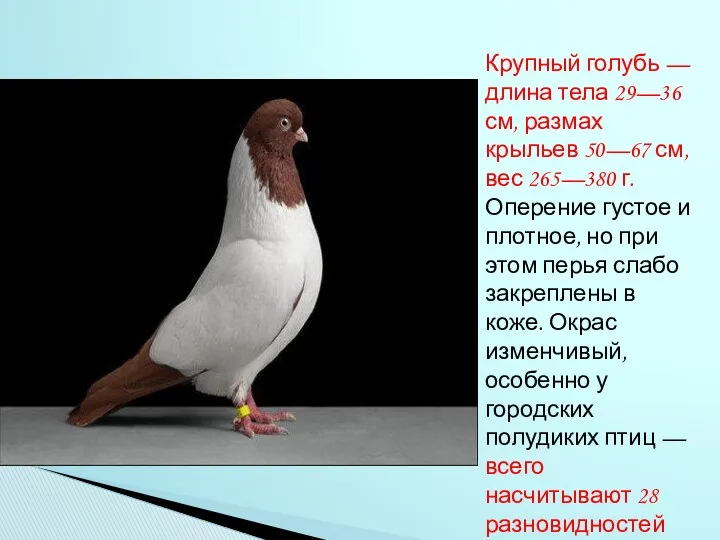 Крупный голубь — длина тела 29—36 см, размах крыльев 50—67 см, вес 265—380