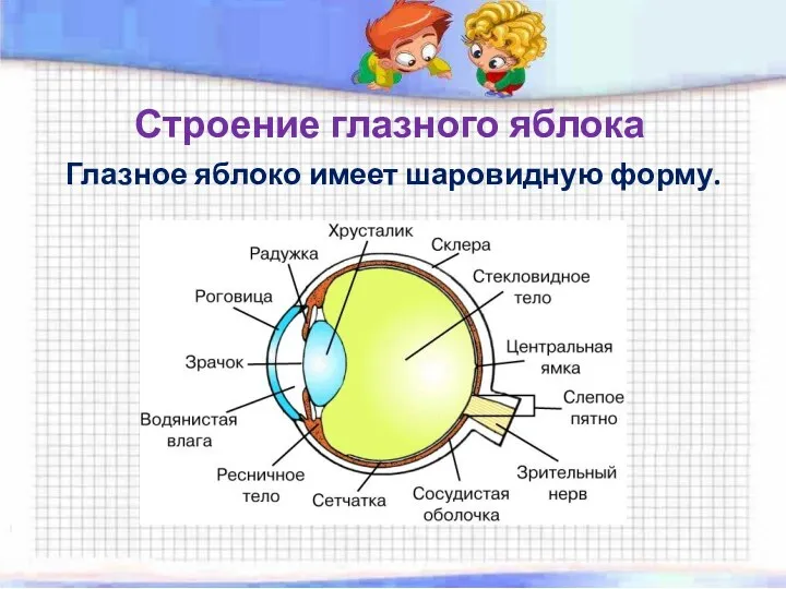 Строение глазного яблока Глазное яблоко имеет шаровидную форму.