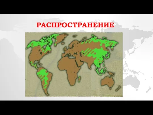 распространение