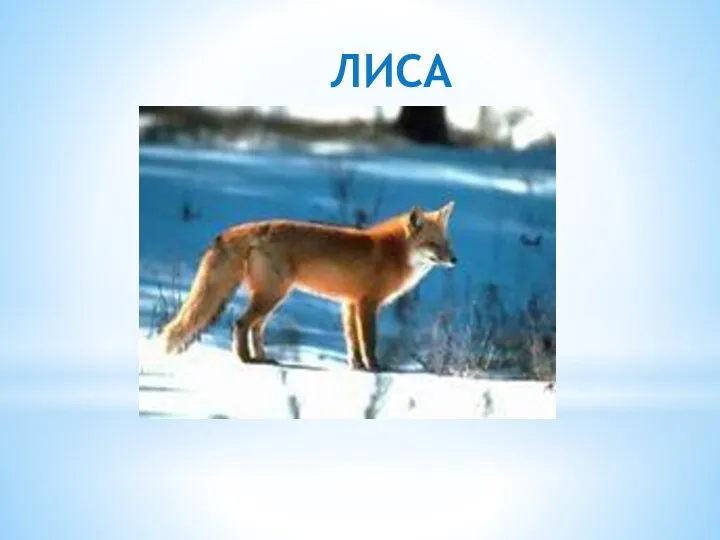 ЛИСА