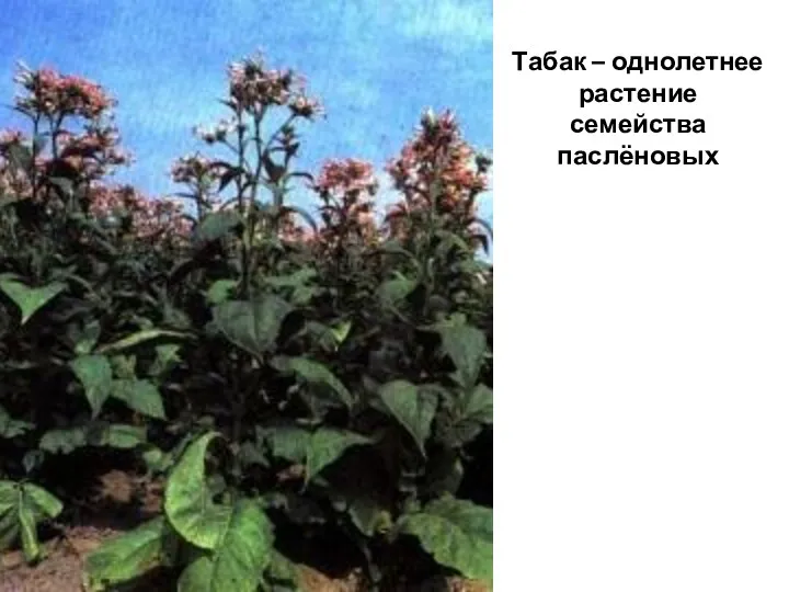 Табак – однолетнее растение семейства паслёновых