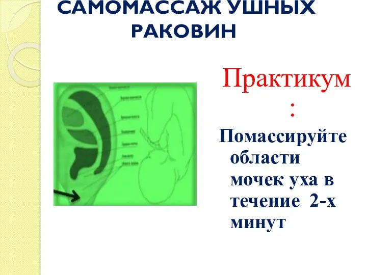 САМОМАССАЖ УШНЫХ РАКОВИН Практикум: Помассируйте области мочек уха в течение 2-х минут