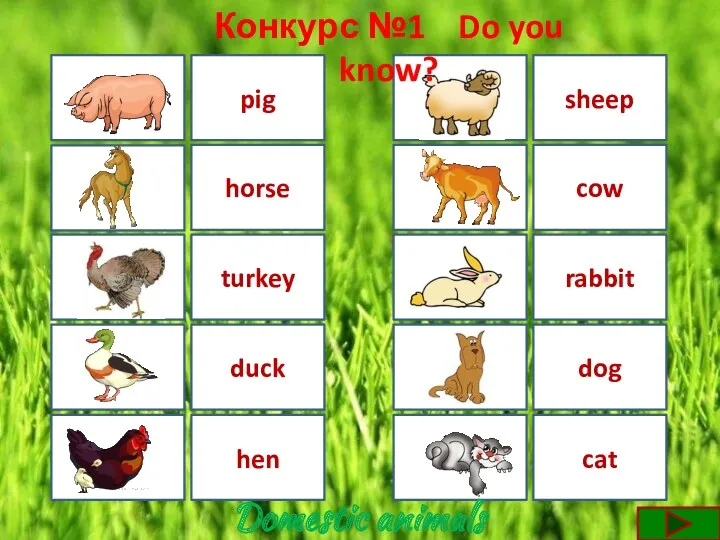 turkey duck hen cow sheep rabbit horse cat dog pig