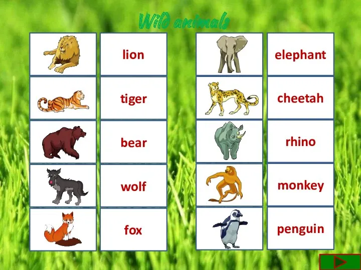 cheetah fox bear penguin lion monkey tiger wolf rhino elephant Wild animals