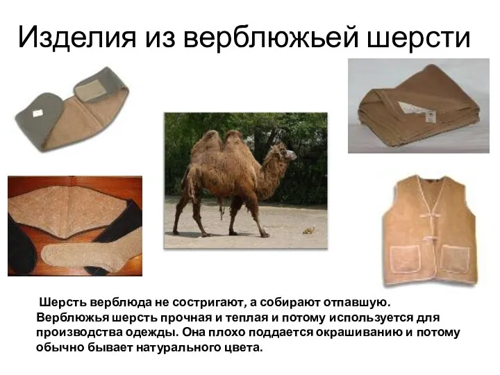 Изделия из верблюжьей шерсти Шерсть верблюда не состригают, а собирают