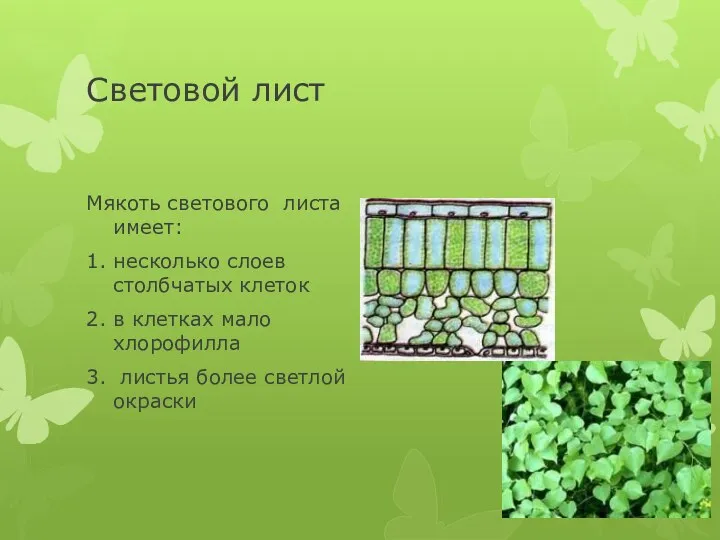 Световой лист Мякоть светового листа имеет: 1. несколько слоев столбчатых