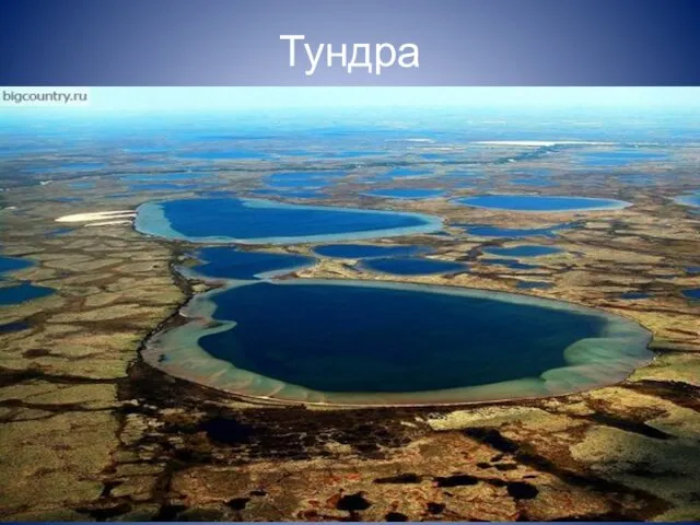 Тундра