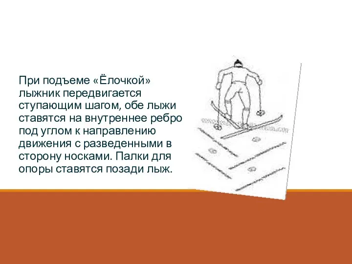 Подъем «Ёлочкой» При подъеме «Ёлочкой» лыжник передвигается ступающим шагом, обе