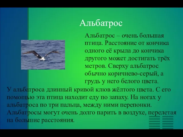 Альбатрос Альбатрос – очень большая птица. Расстояние от кончика одного