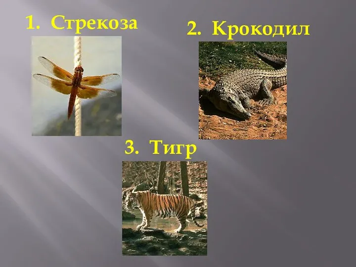 1. Стрекоза 2. Крокодил 3. Тигр