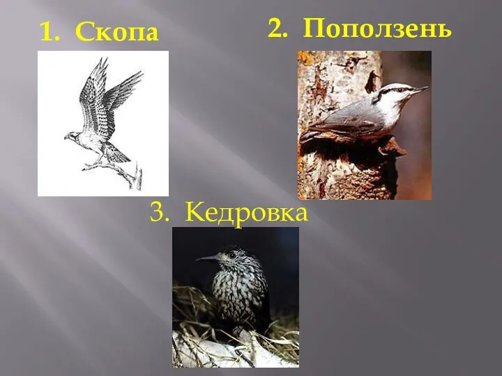 1. Скопа 2. Поползень 3. Кедровка