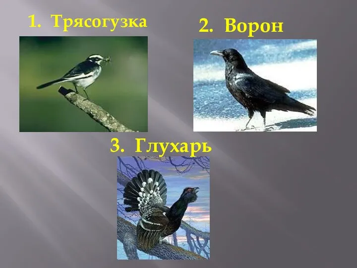 1. Трясогузка 2. Ворон 3. Глухарь