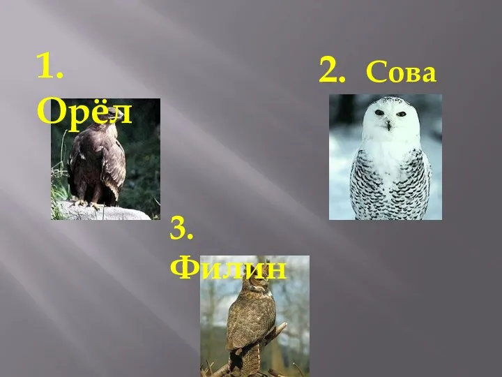 1. Орёл 2. Сова 3. Филин