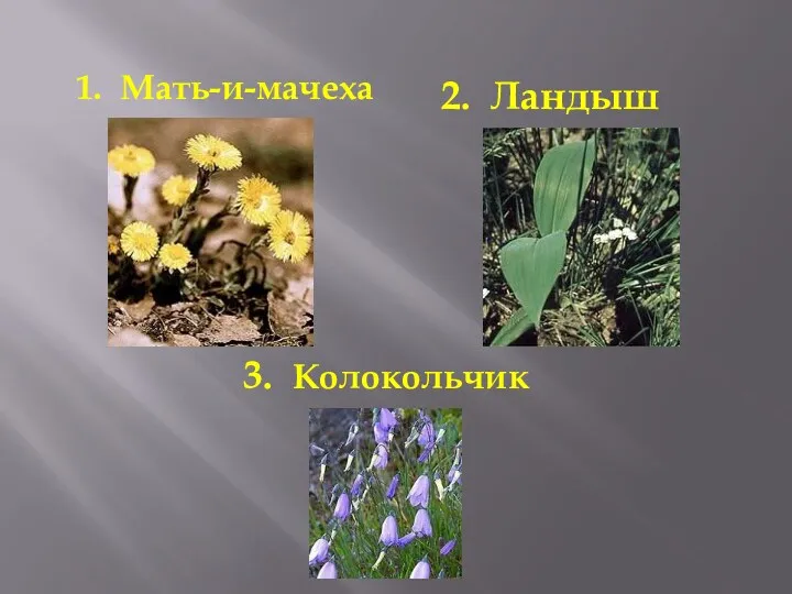 1. Мать-и-мачеха 2. Ландыш 3. Колокольчик