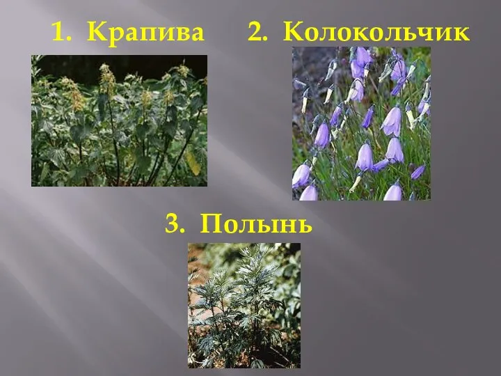 1. Крапива 2. Колокольчик 3. Полынь