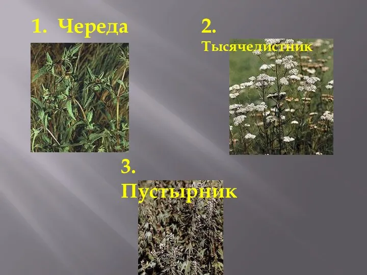 1. Череда 2. Тысячелистник 3. Пустырник