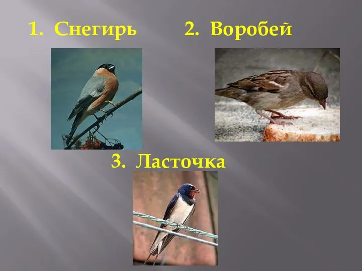 1. Снегирь 2. Воробей 3. Ласточка