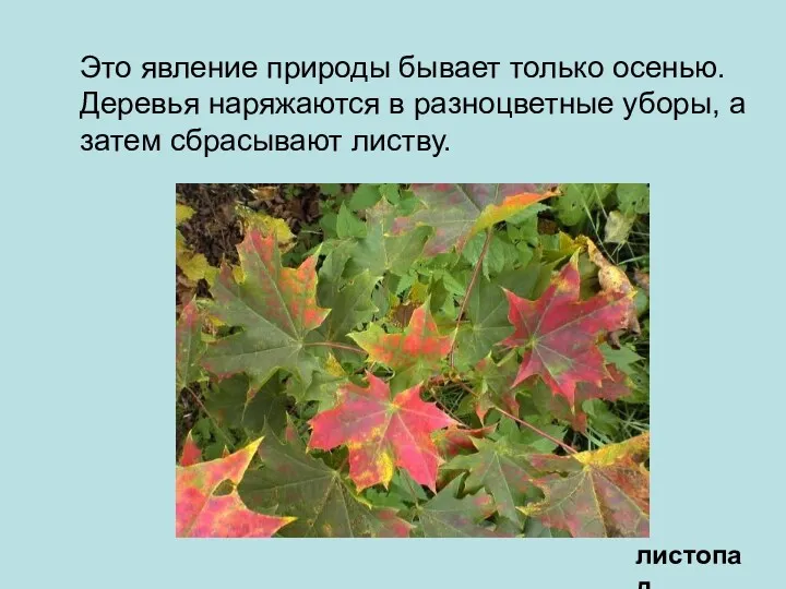 Это явление природы бывает только осенью. Деревья наряжаются в разноцветные уборы, а затем сбрасывают листву. листопад