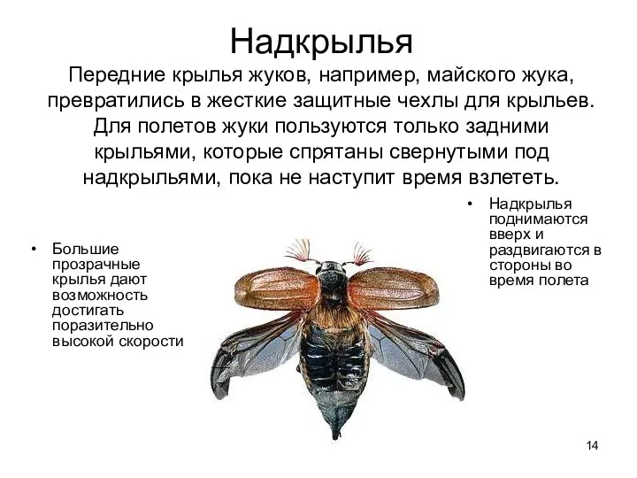 Надкрылья Передние крылья жуков, например, майского жука, превратились в жесткие