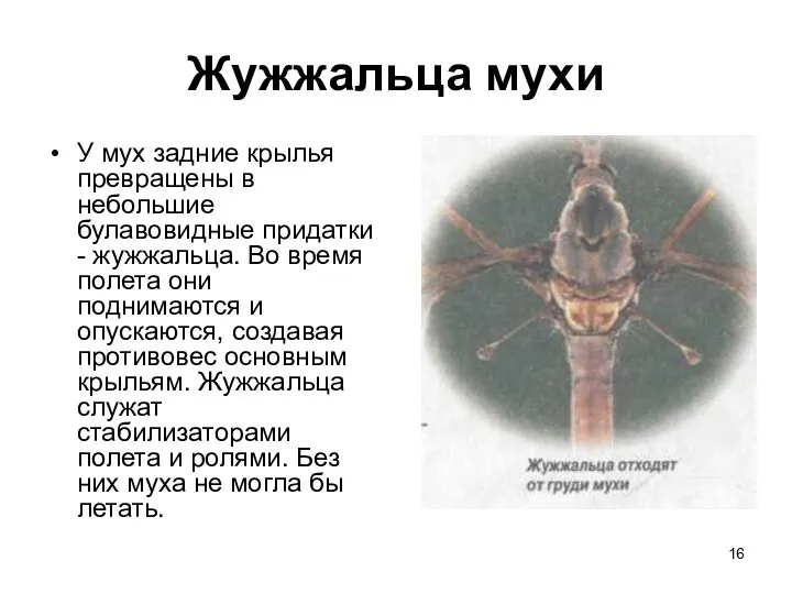 Жужжальца мухи У мух задние крылья превращены в небольшие булавовидные