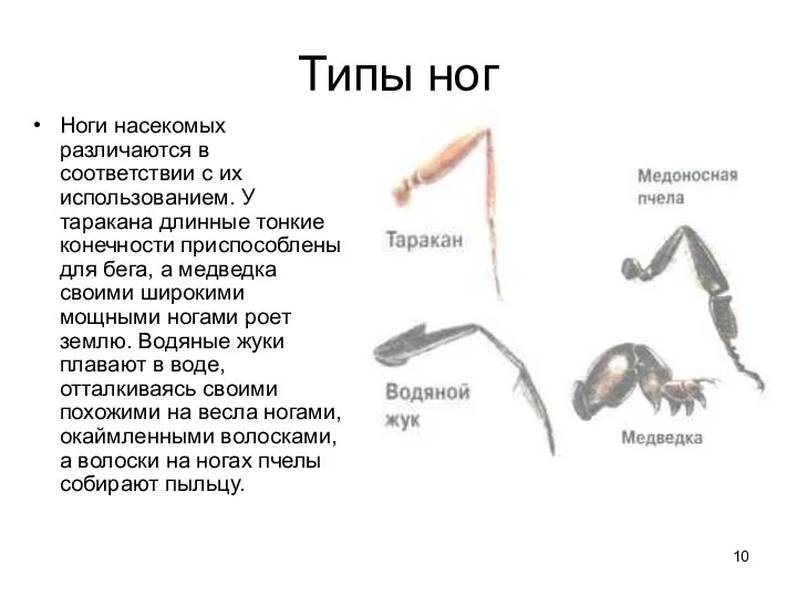 Типы ног Ноги насекомых различаются в соответствии с их использованием.