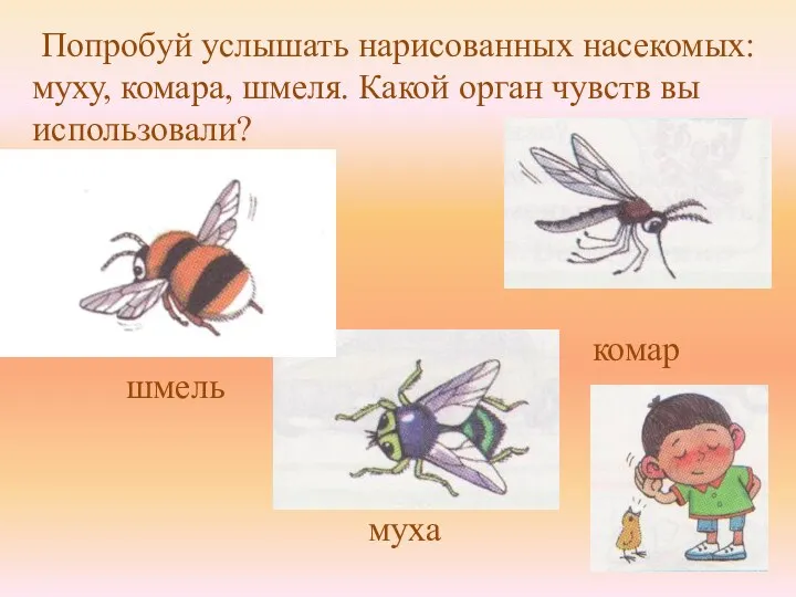 шмель комар муха Попробуй услышать нарисованных насекомых: муху, комара, шмеля. Какой орган чувств вы использовали?