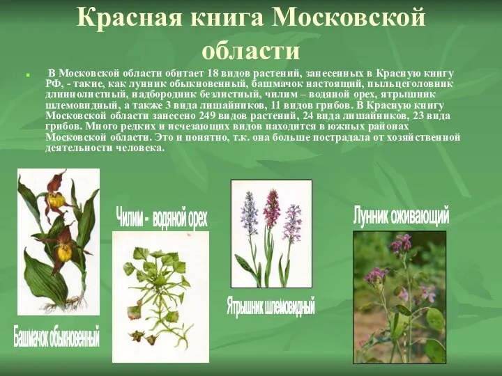 Красная книга Московской области В Московской области обитает 18 видов