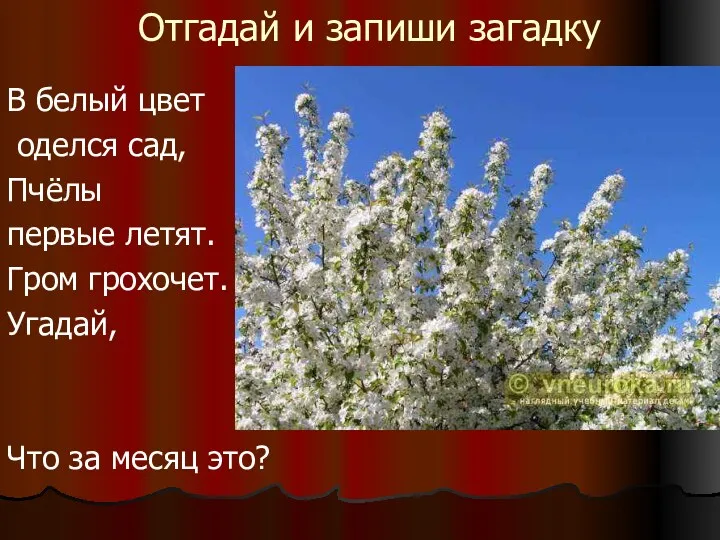 Отгадай и запиши загадку В белый цвет оделся сад, Пчёлы