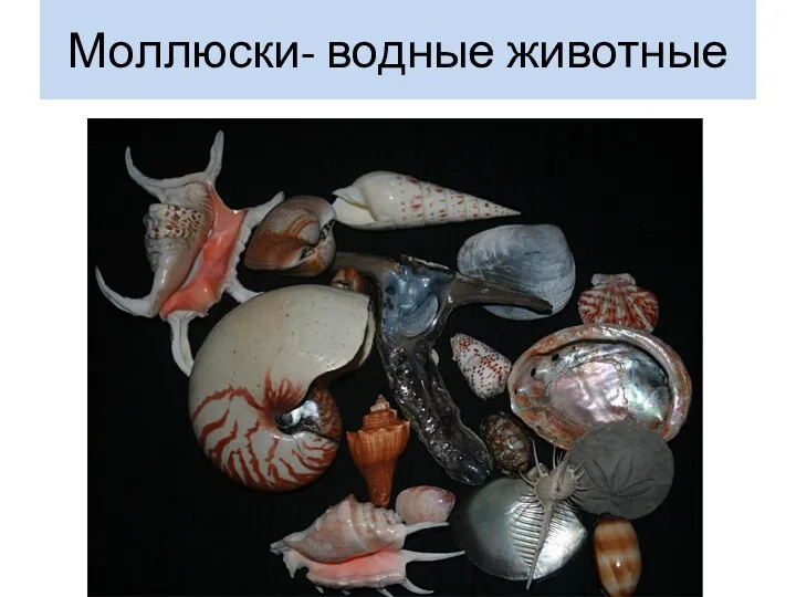 Моллюски- водные животные