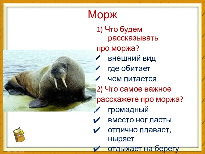 Морж 1) Что будем рассказывать про моржа? внешний вид где