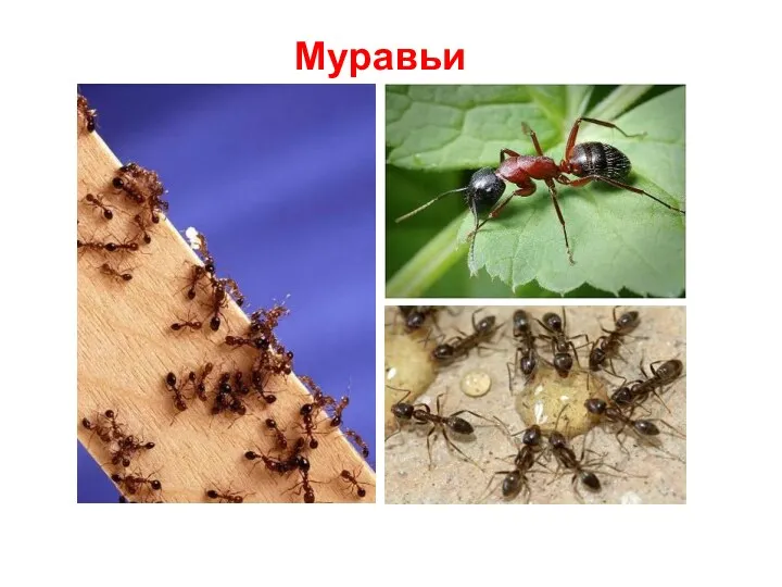 Муравьи